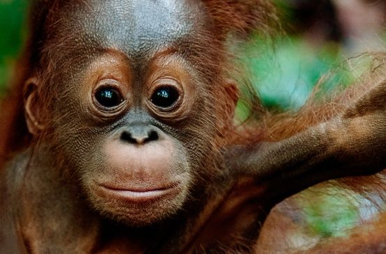 orang utan duduk diatas dahan