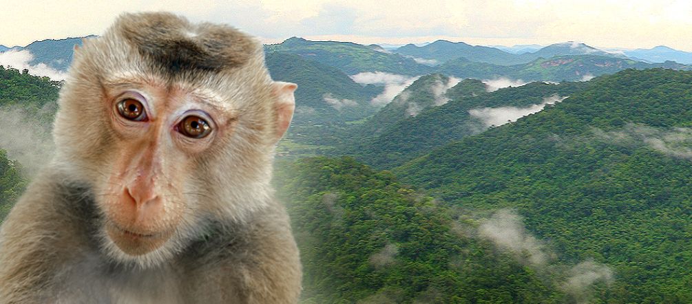 Dengan perluasan jalan tol 304 pemerintah Tailand mengancam habitat hewan di wilayah Warisan Dunia (Foto montase: Flickr/whitecat sg (Lizenz CC BY-NC 2.0), Amax1 (public domain) Gambar seekor monyet yang dipotret didepan wilayah hutan di Thailand