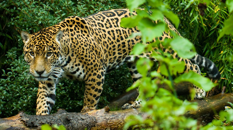 Jaguar di hutan hujan